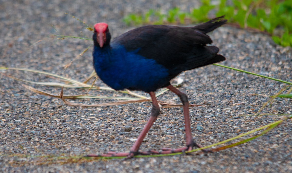 Calamón Australiano - ML648752305