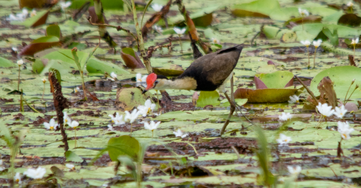 Jacana Crestada - ML648752330