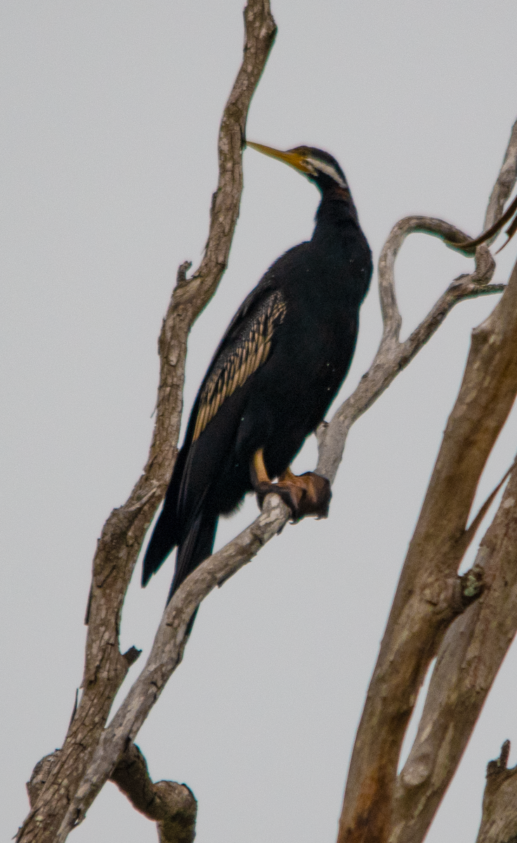 Anhinga Australiana - ML648752340