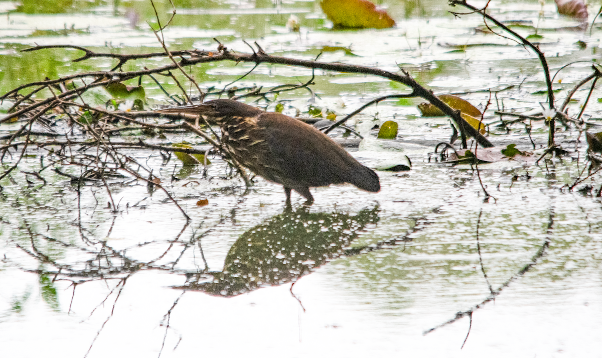 Avetorillo Negro - ML648752343