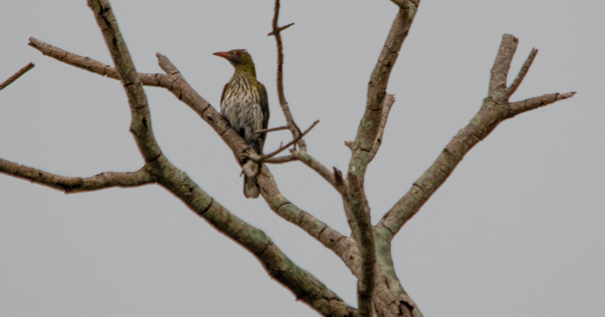 Oropéndola Estriada - ML648752350