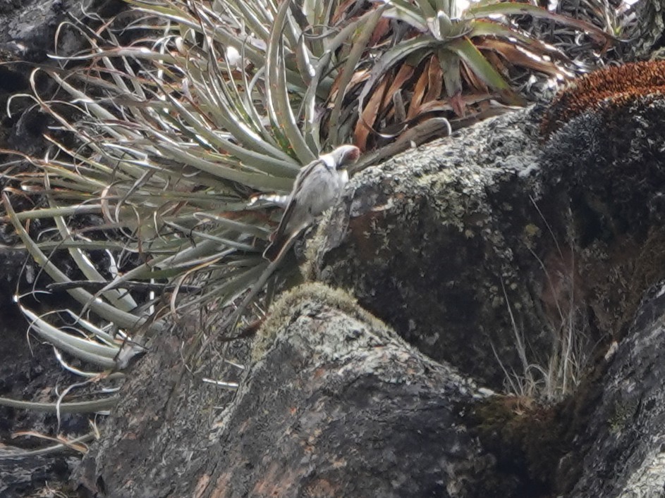 Рыжешапочная дормилона (occipitalis) - ML648752426