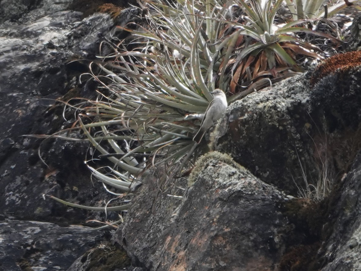 Рыжешапочная дормилона (occipitalis) - ML648752427