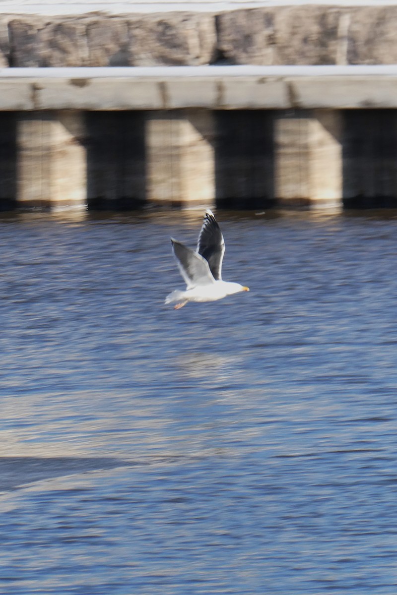 オオカモメ - ML648752494