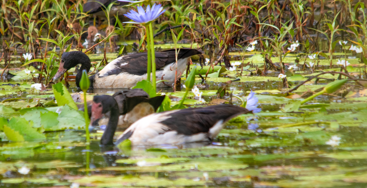 Ganso Urraca - ML648752509