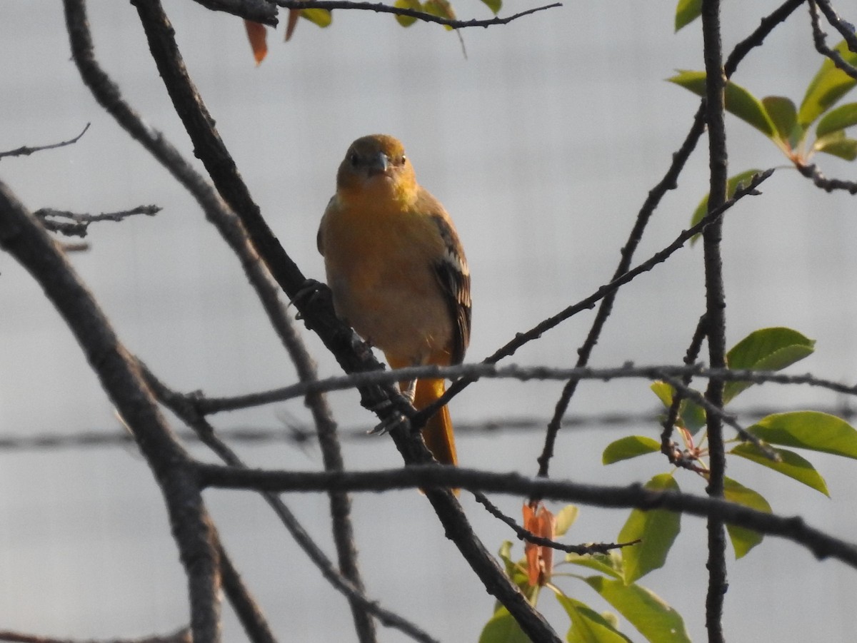 Bullock's Oriole - Shane Sater