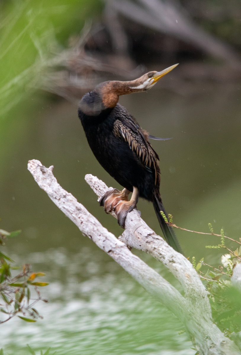 Anhinga Australiana - ML648752512