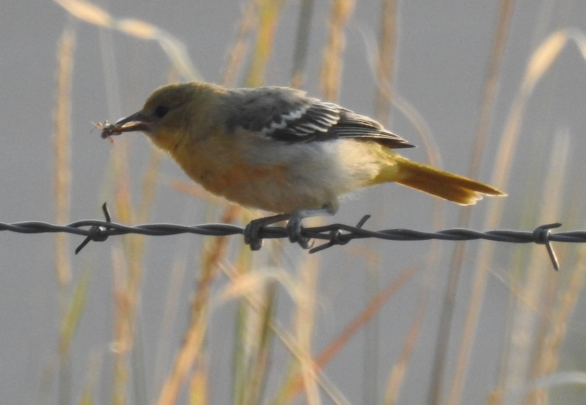 Bullock's Oriole - ML64875261