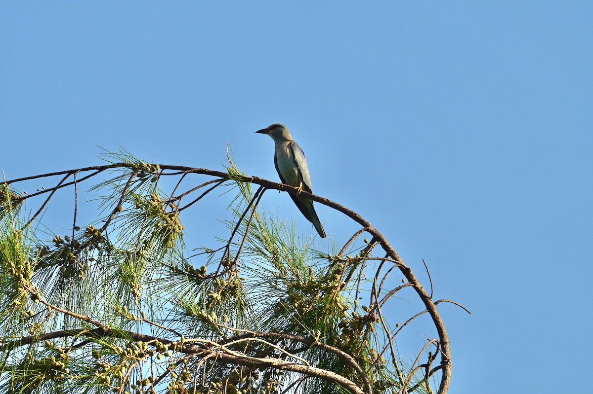 European Roller - ML648752659