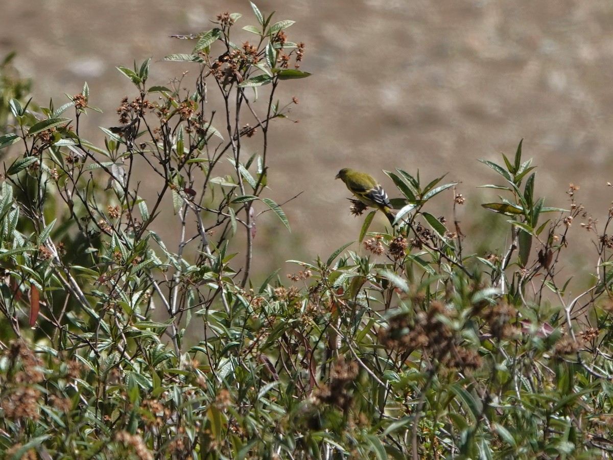 Hooded Siskin (Andean) - ML648752847