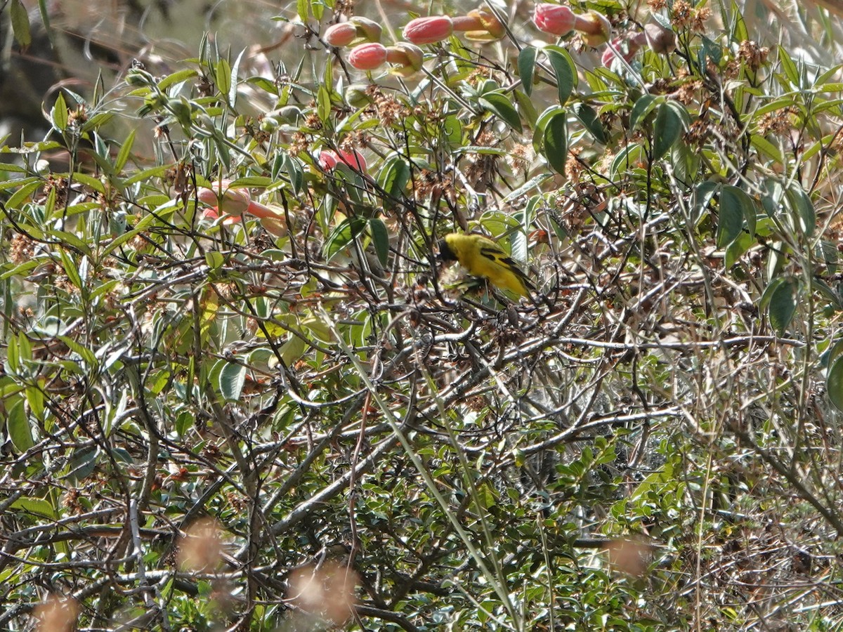 Hooded Siskin (Andean) - ML648752848