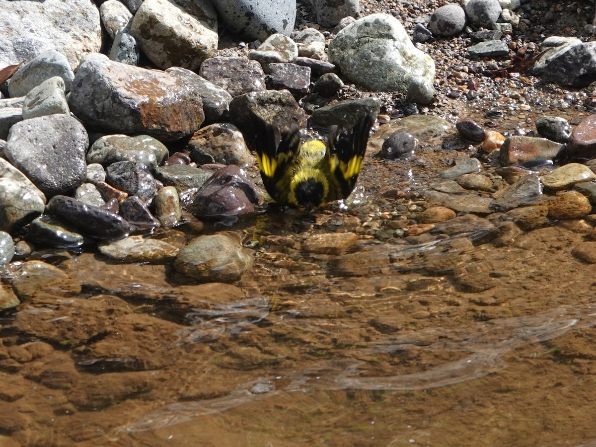 Hooded Siskin (Andean) - ML648752854