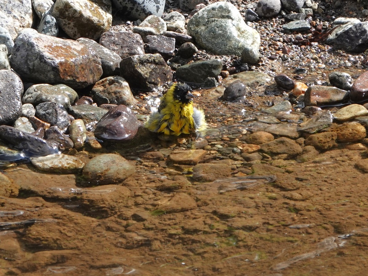 Hooded Siskin (Andean) - ML648752855
