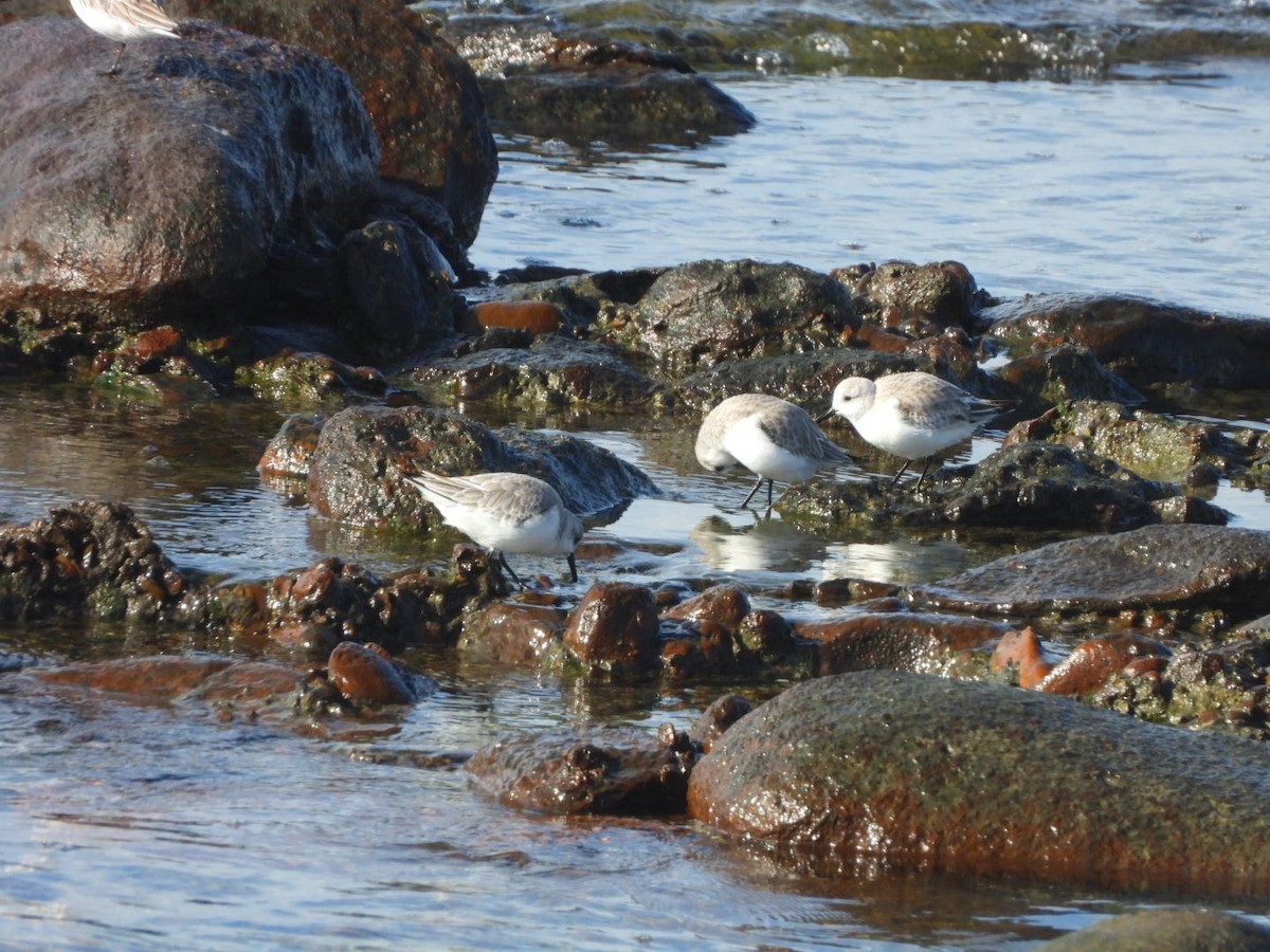 Sanderling - ML648753060