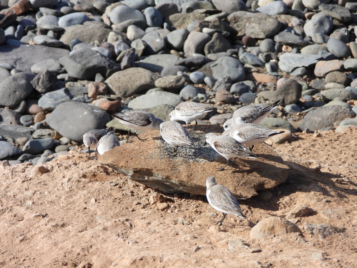 Sanderling - ML648753062