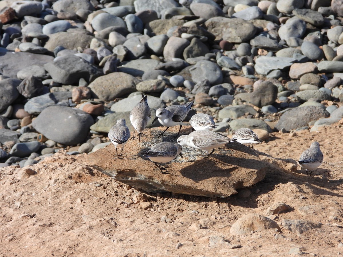 Sanderling - ML648753064