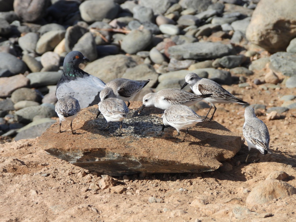 Sanderling - ML648753065