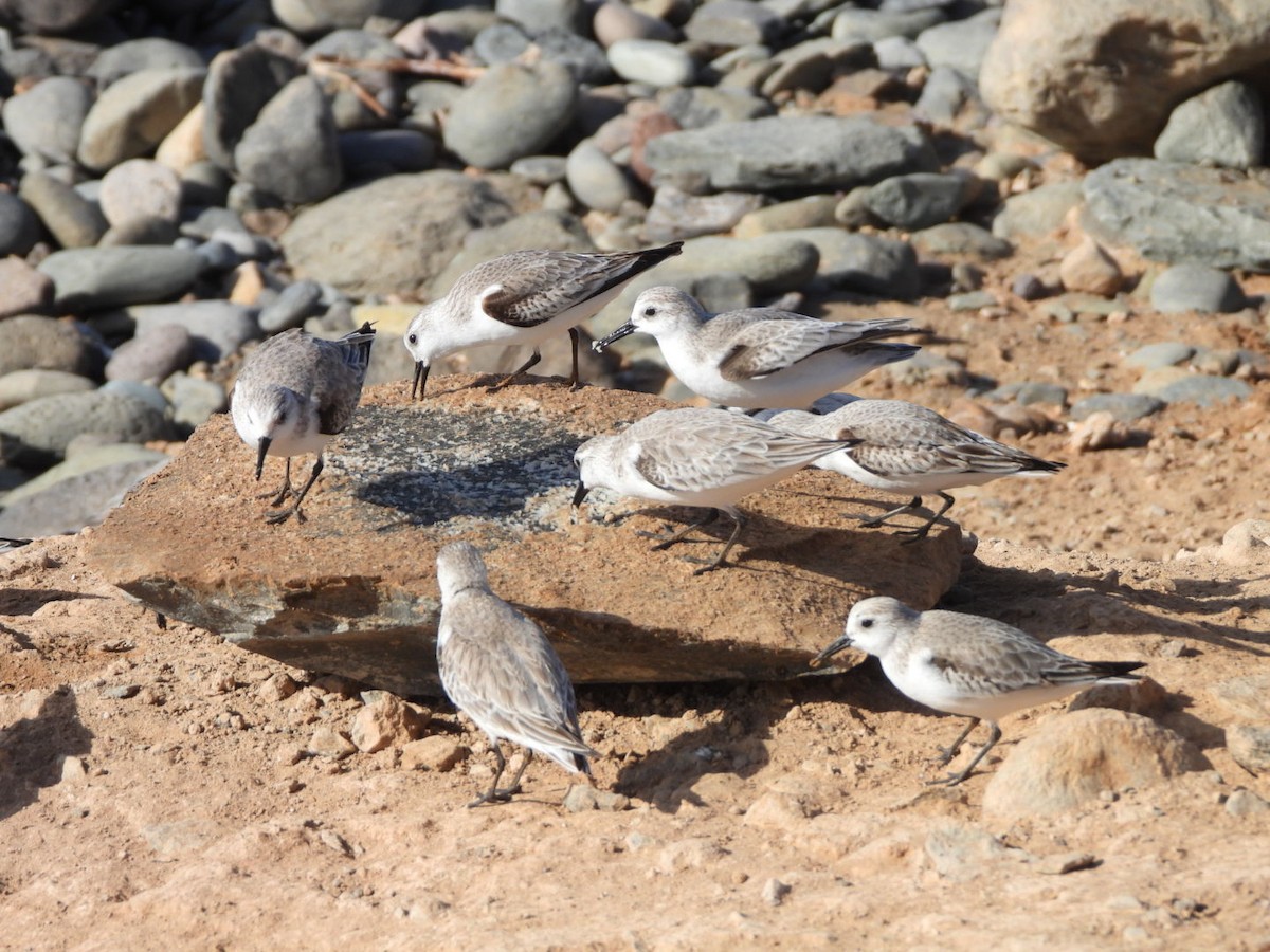 Sanderling - ML648753066