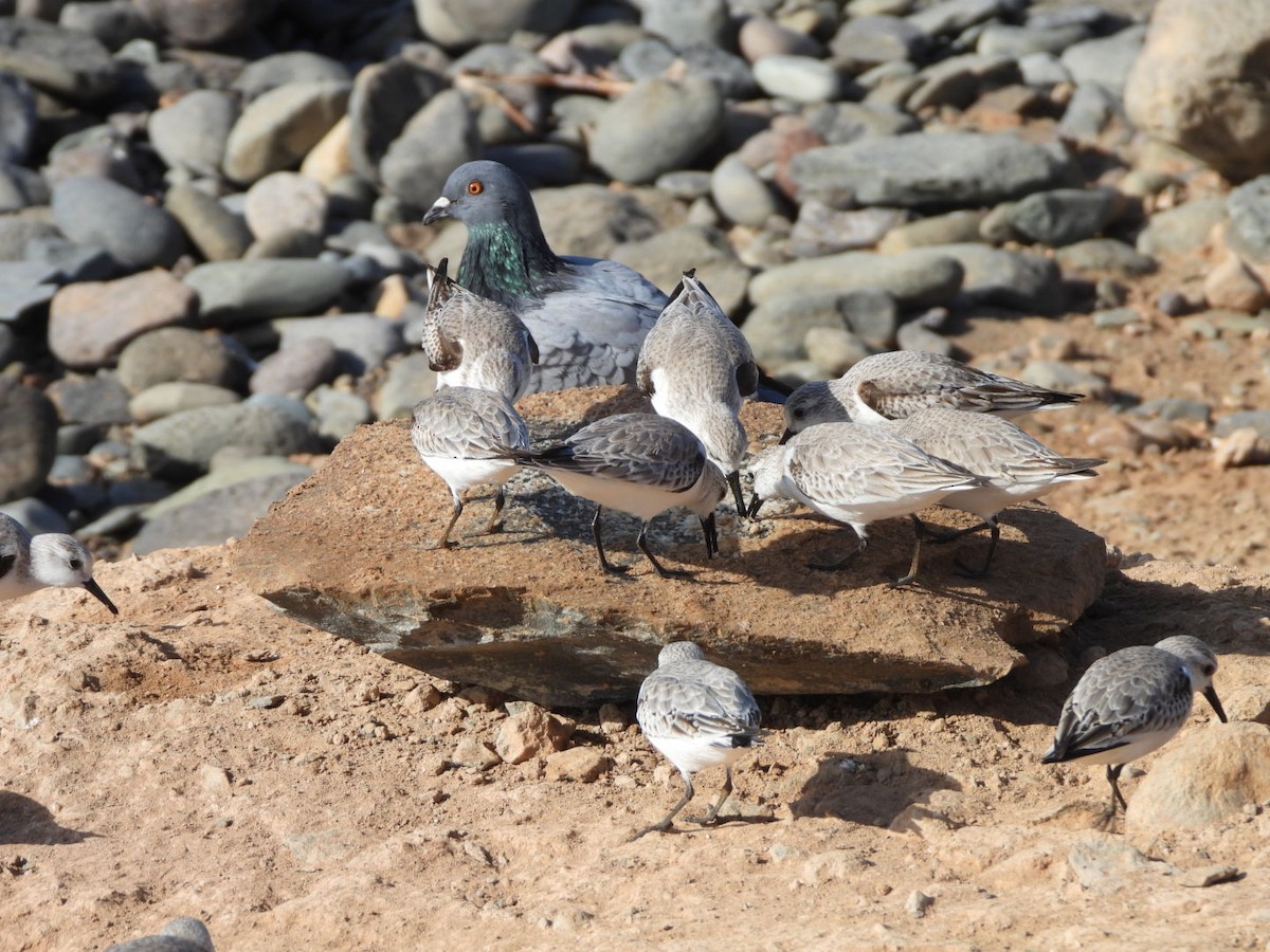 Sanderling - ML648753067