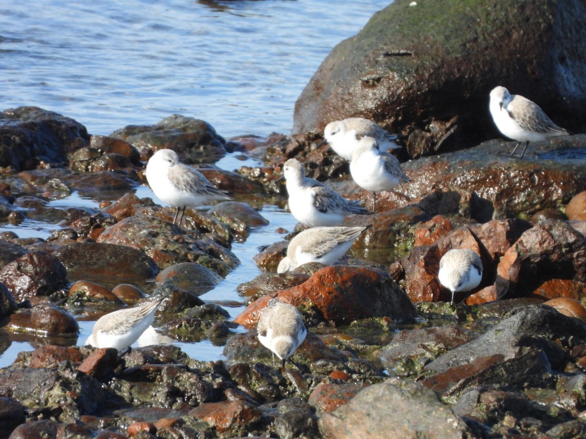Sanderling - ML648753070