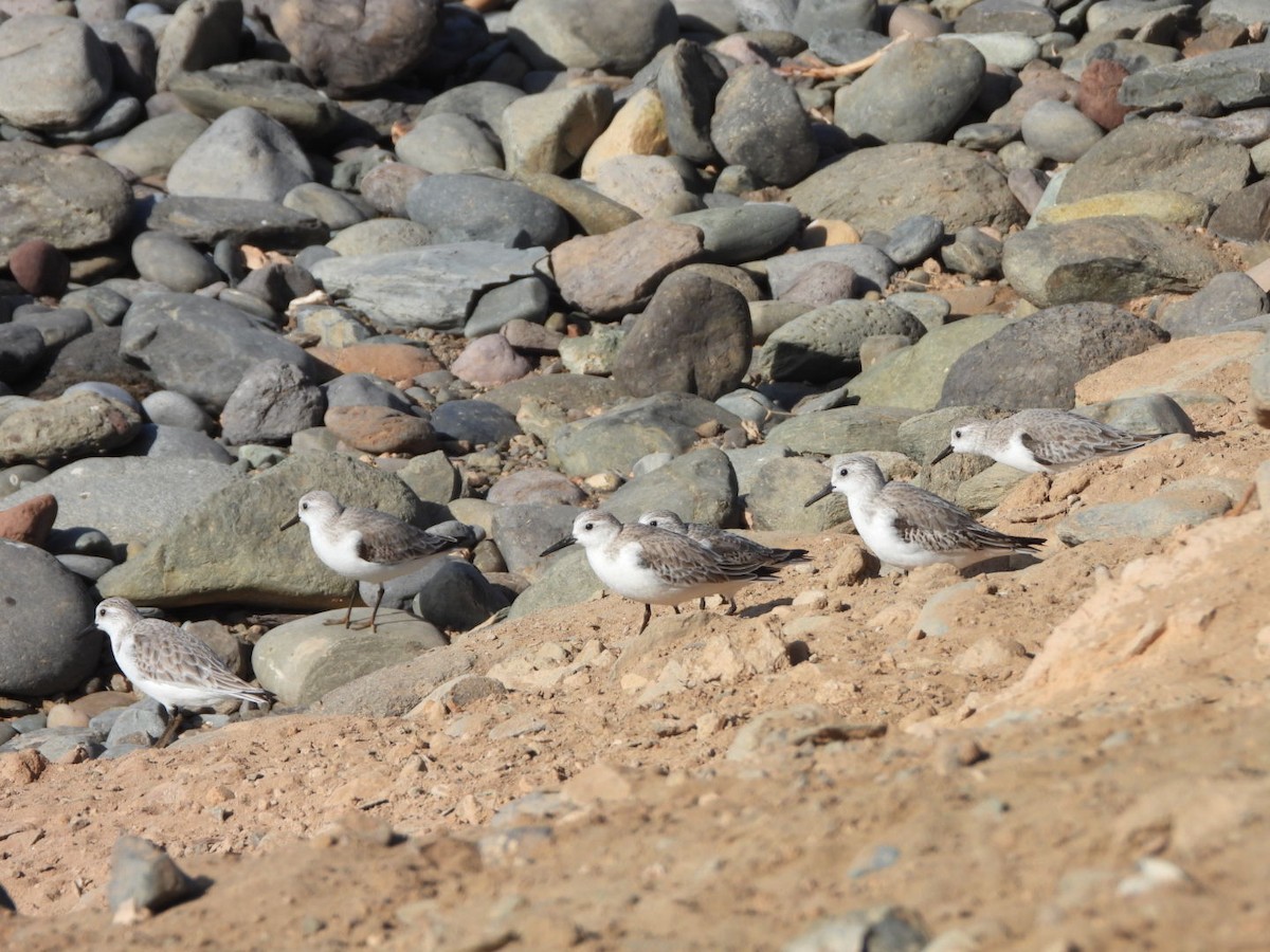 Sanderling - ML648753071
