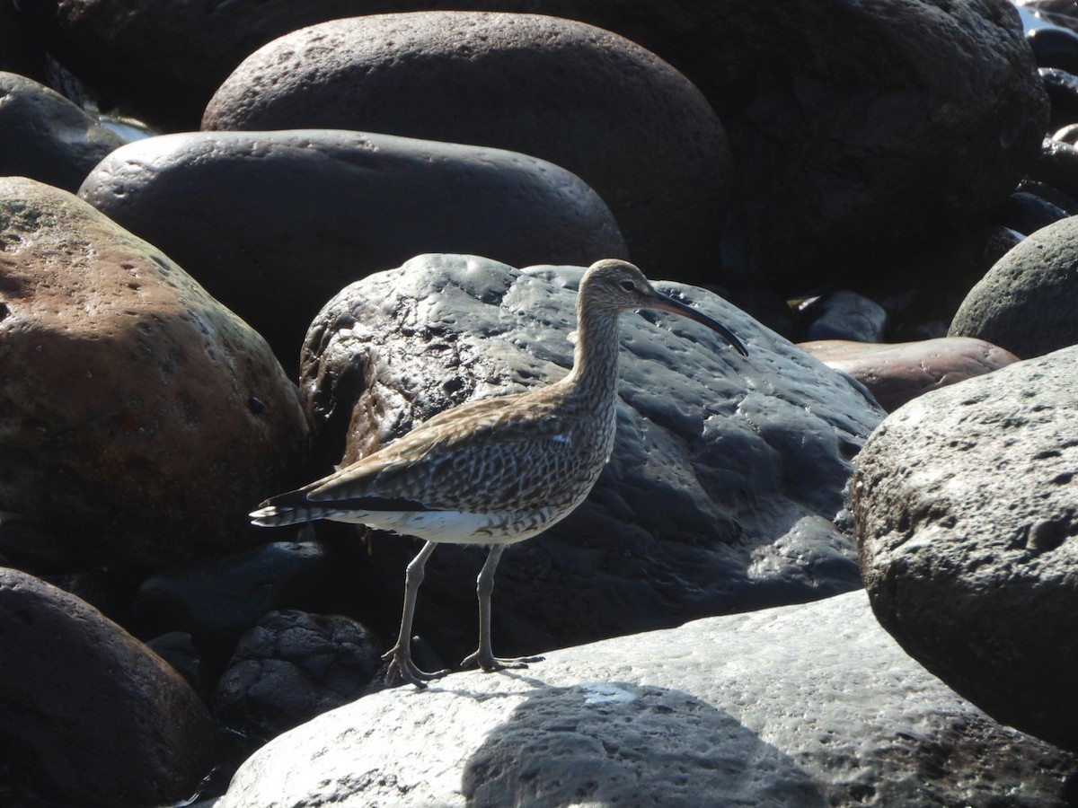 Eurasian Whimbrel - ML648753097