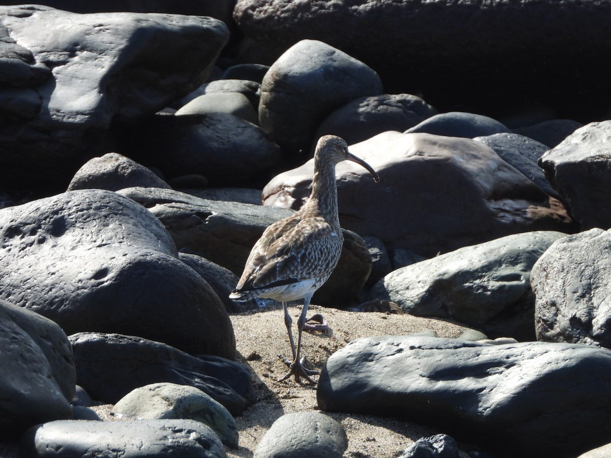 Eurasian Whimbrel - ML648753098