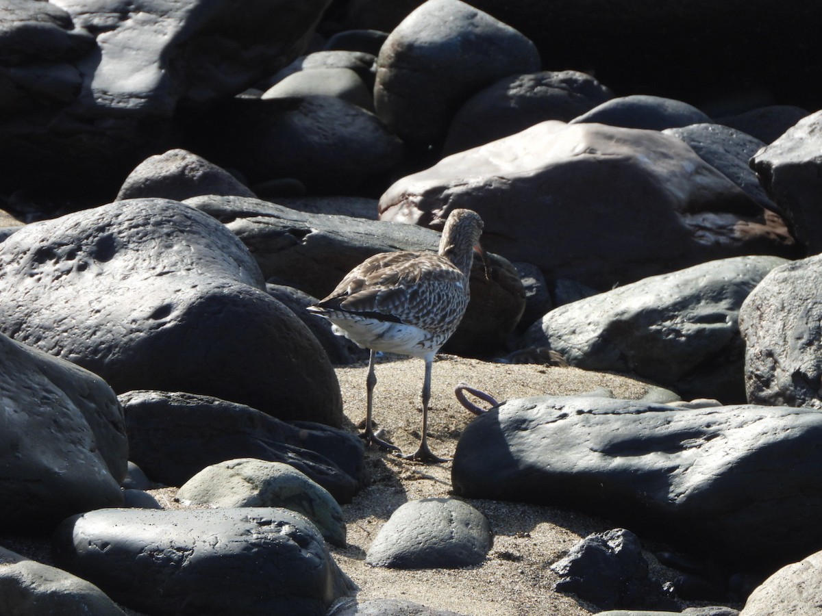 Eurasian Whimbrel - ML648753100