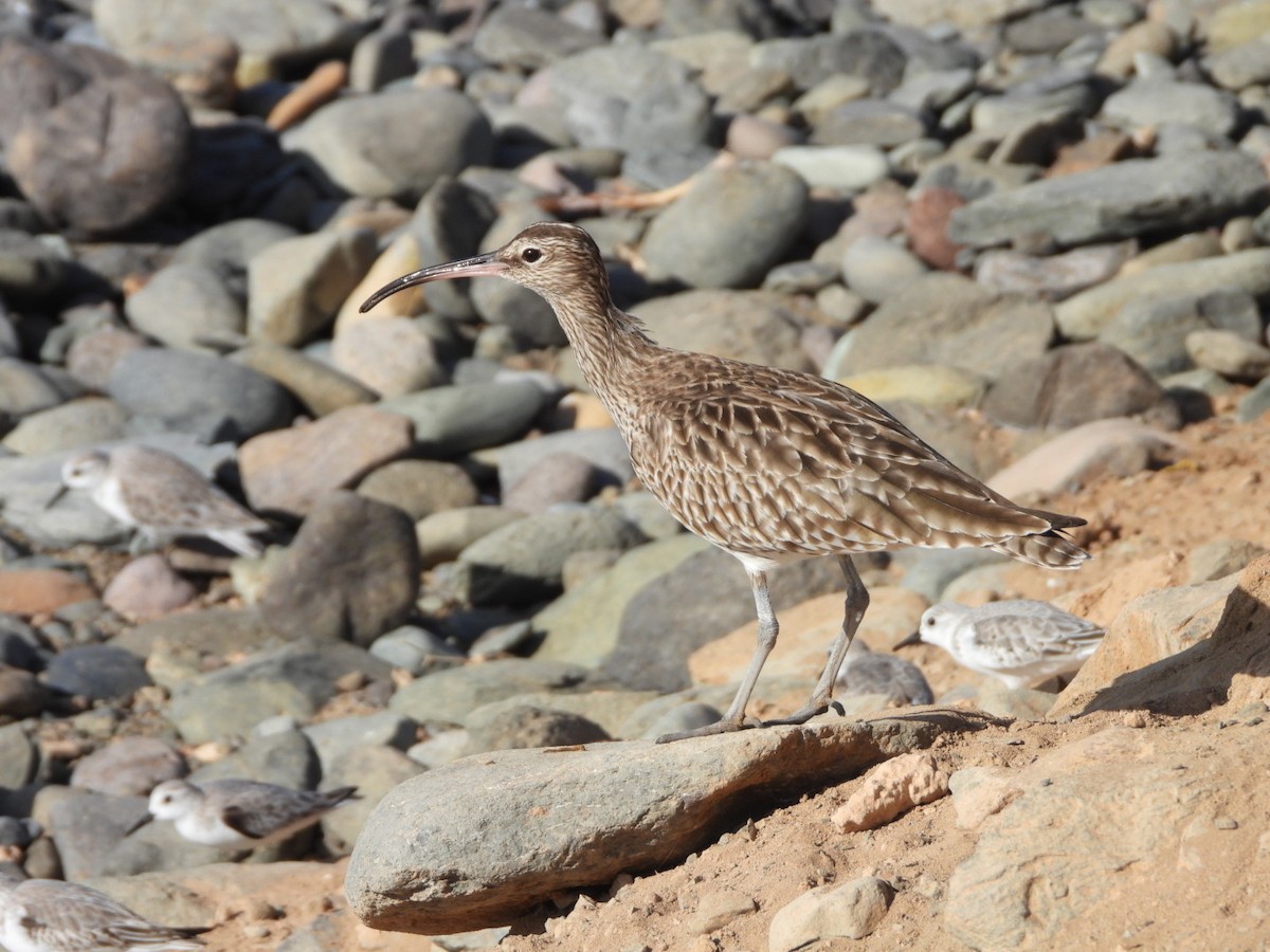 Eurasian Whimbrel - ML648753101