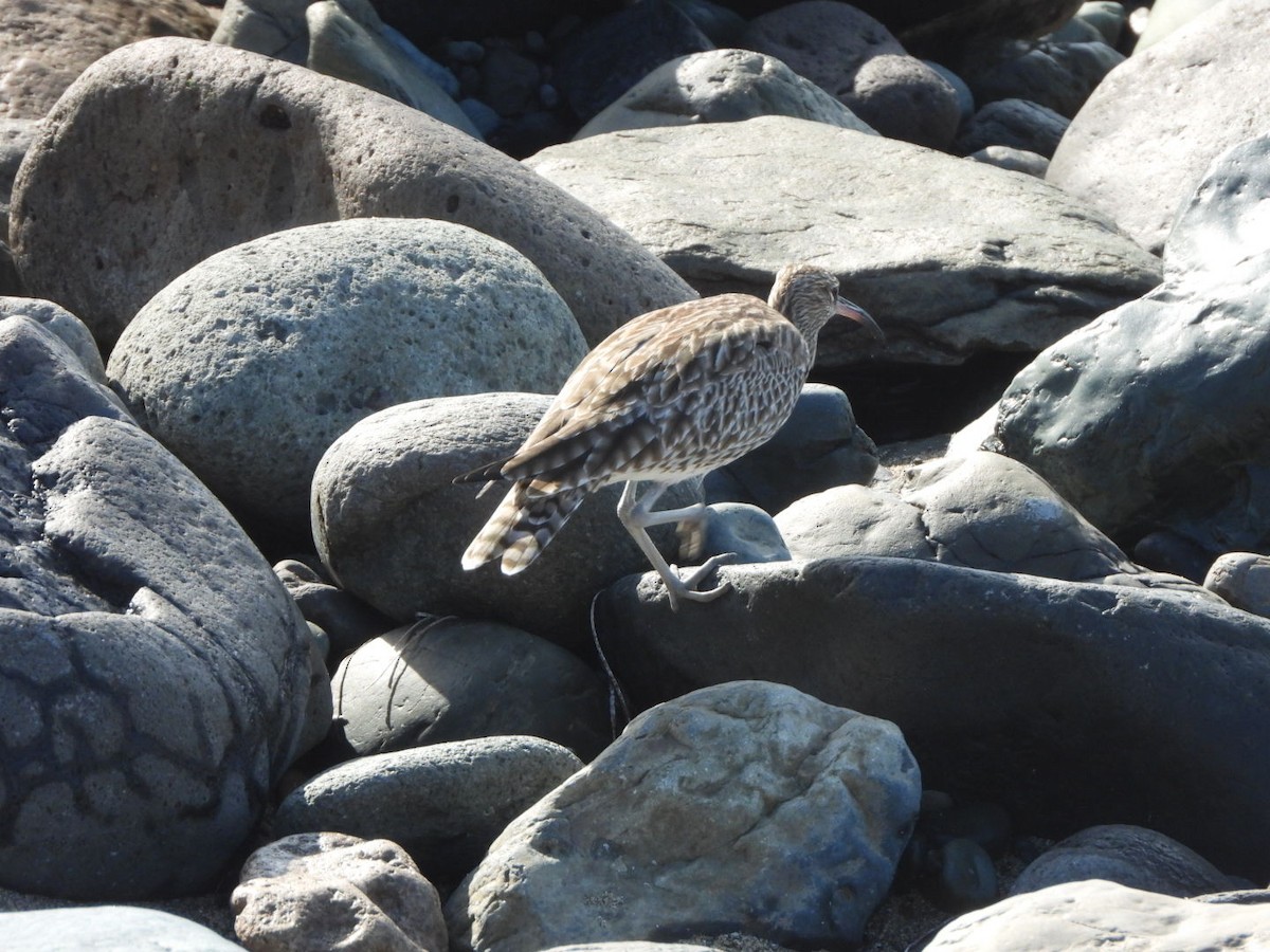Eurasian Whimbrel - ML648753102