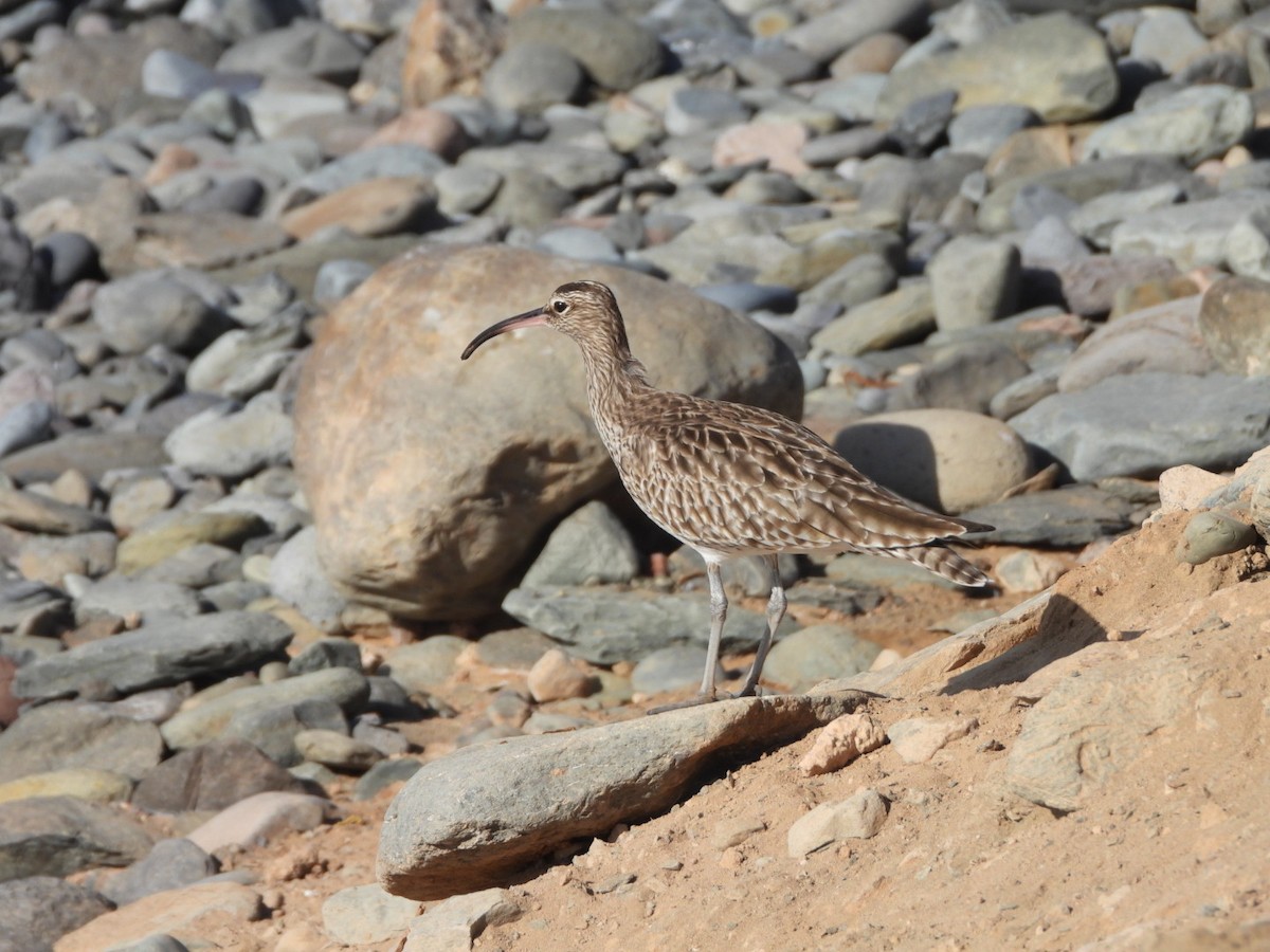 Eurasian Whimbrel - ML648753103