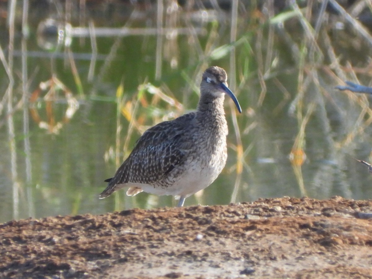 Eurasian Whimbrel - ML648753104