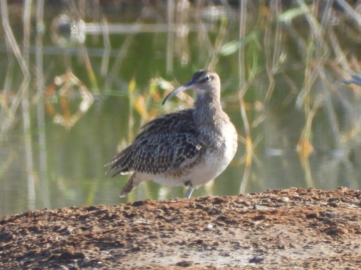 Eurasian Whimbrel - ML648753105