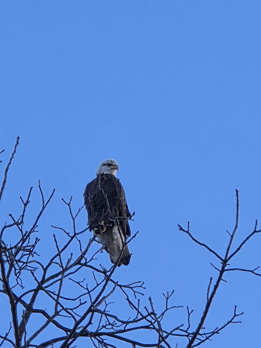 עיטם לבן-ראש - ML648753209