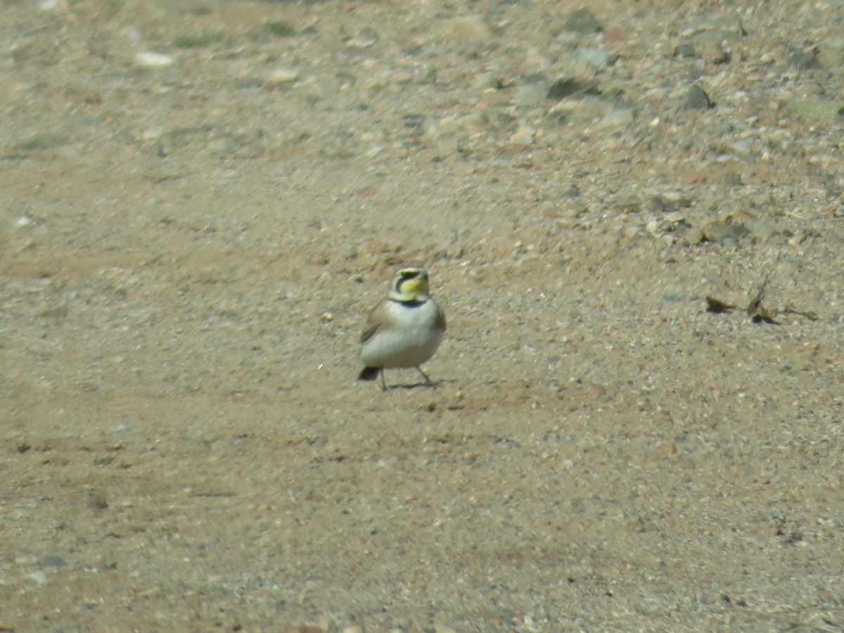 Horned Lark - ML648753677