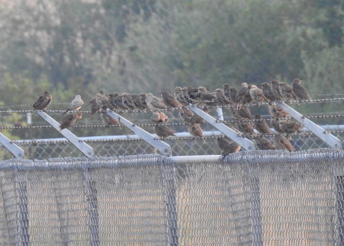 European Starling - Shane Sater