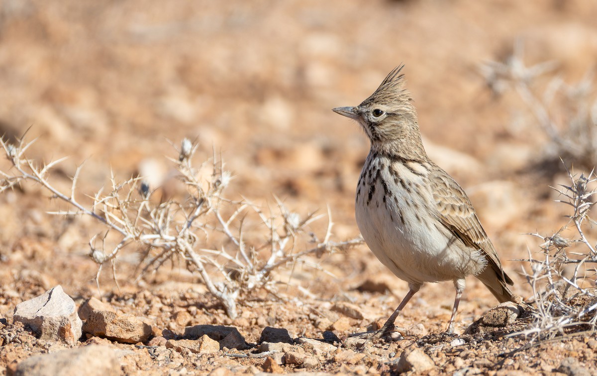 Thekla's Lark - ML648753922