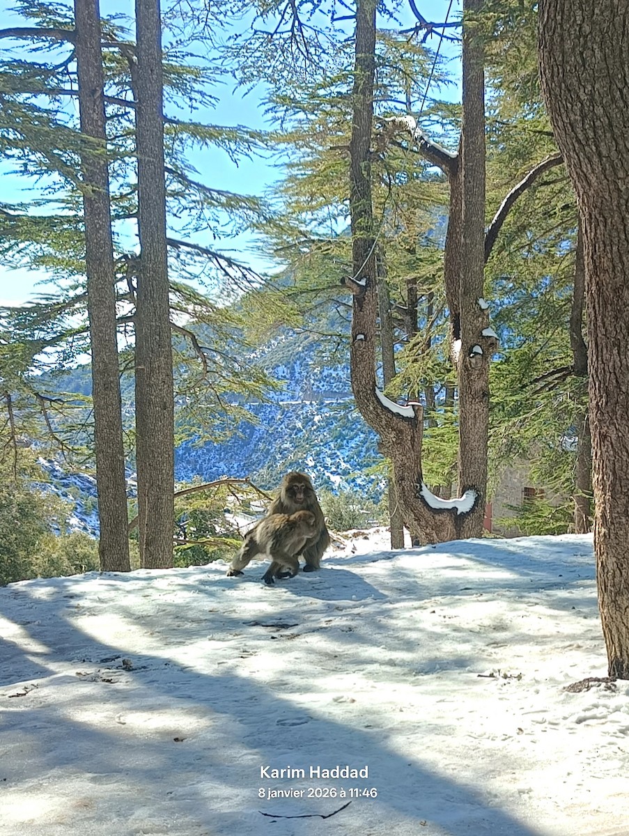 Barbary Macaque - ML648754011