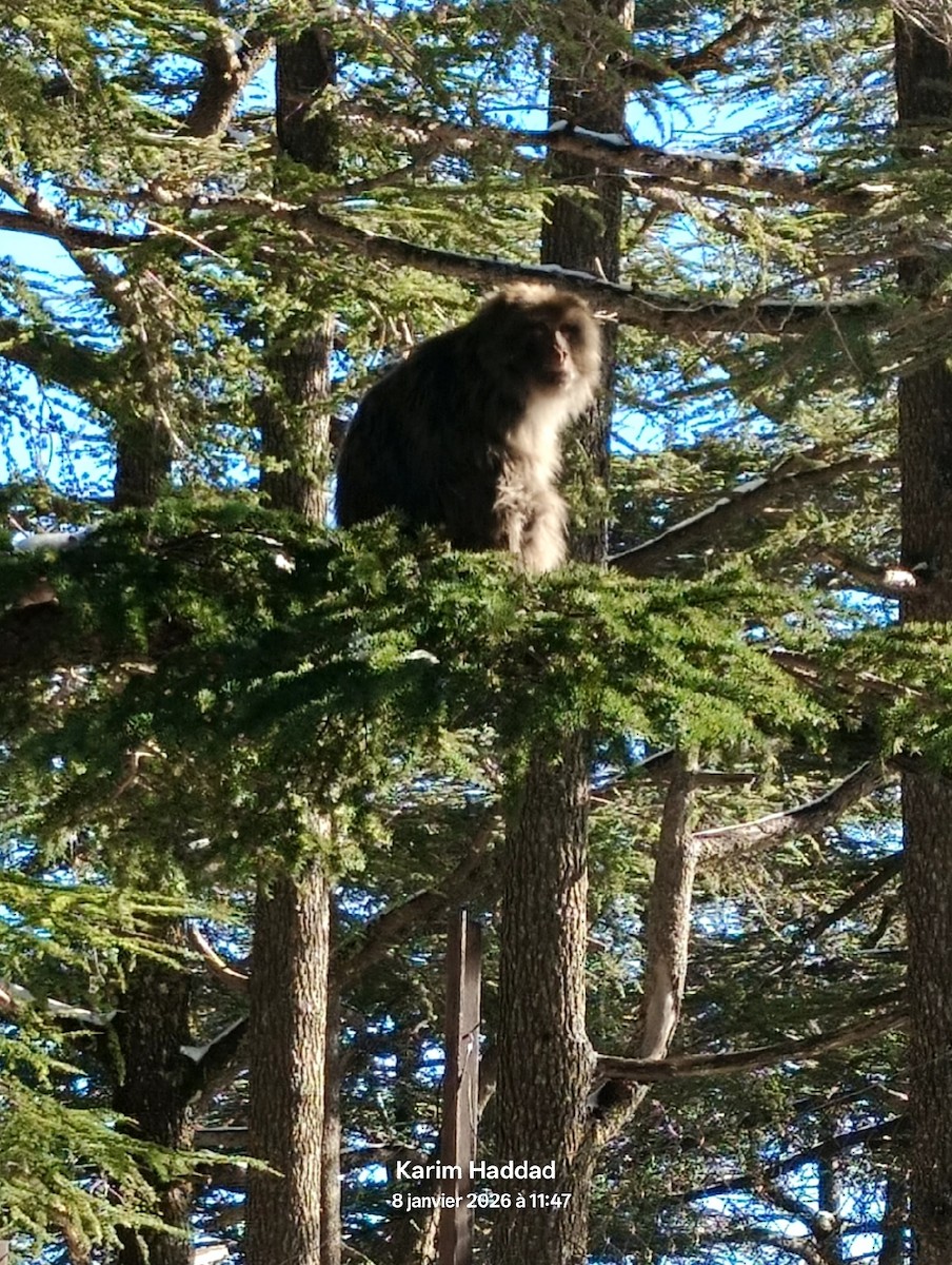 Barbary Macaque - ML648754012