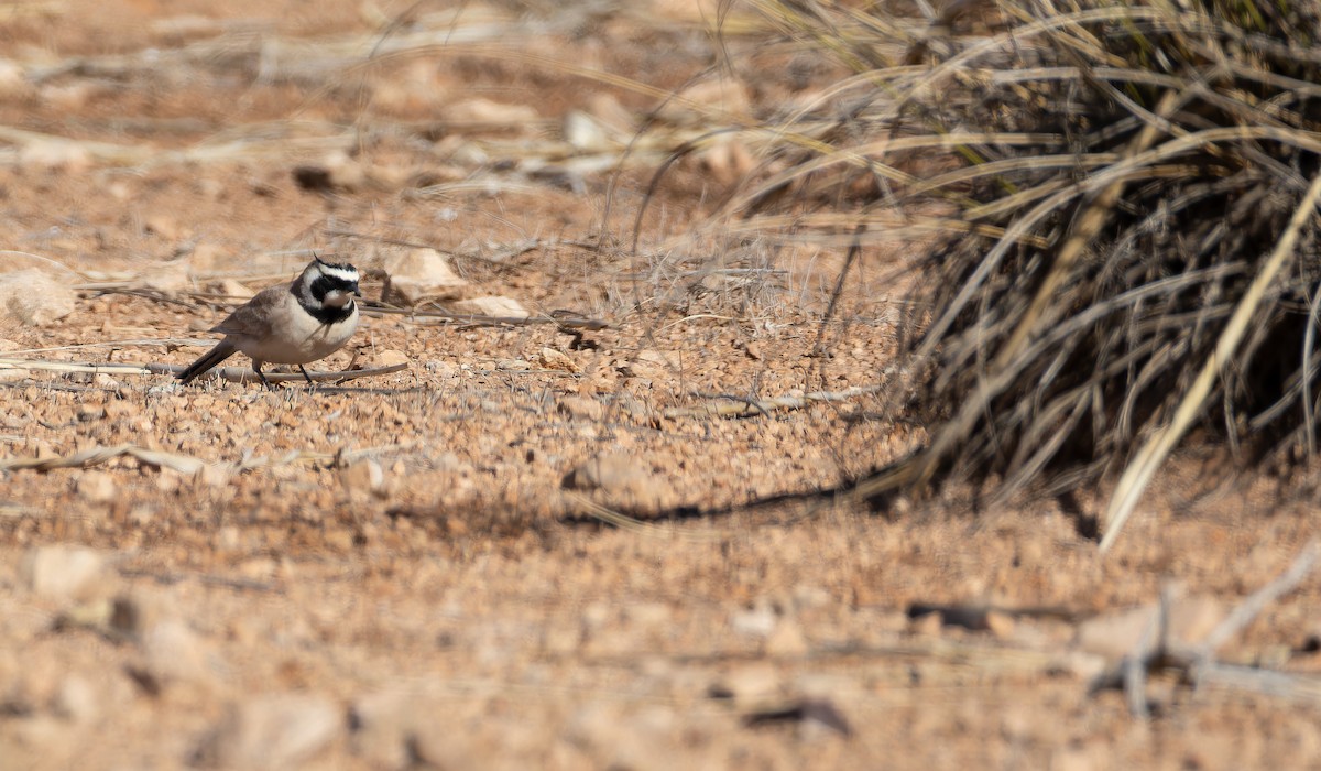 Horned Lark (Atlas) - ML648754023