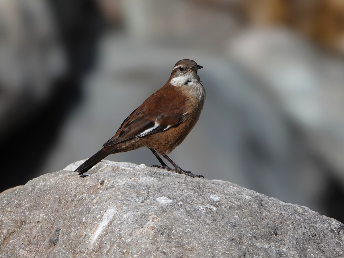 Атакамская трясохвостка - ML648754043