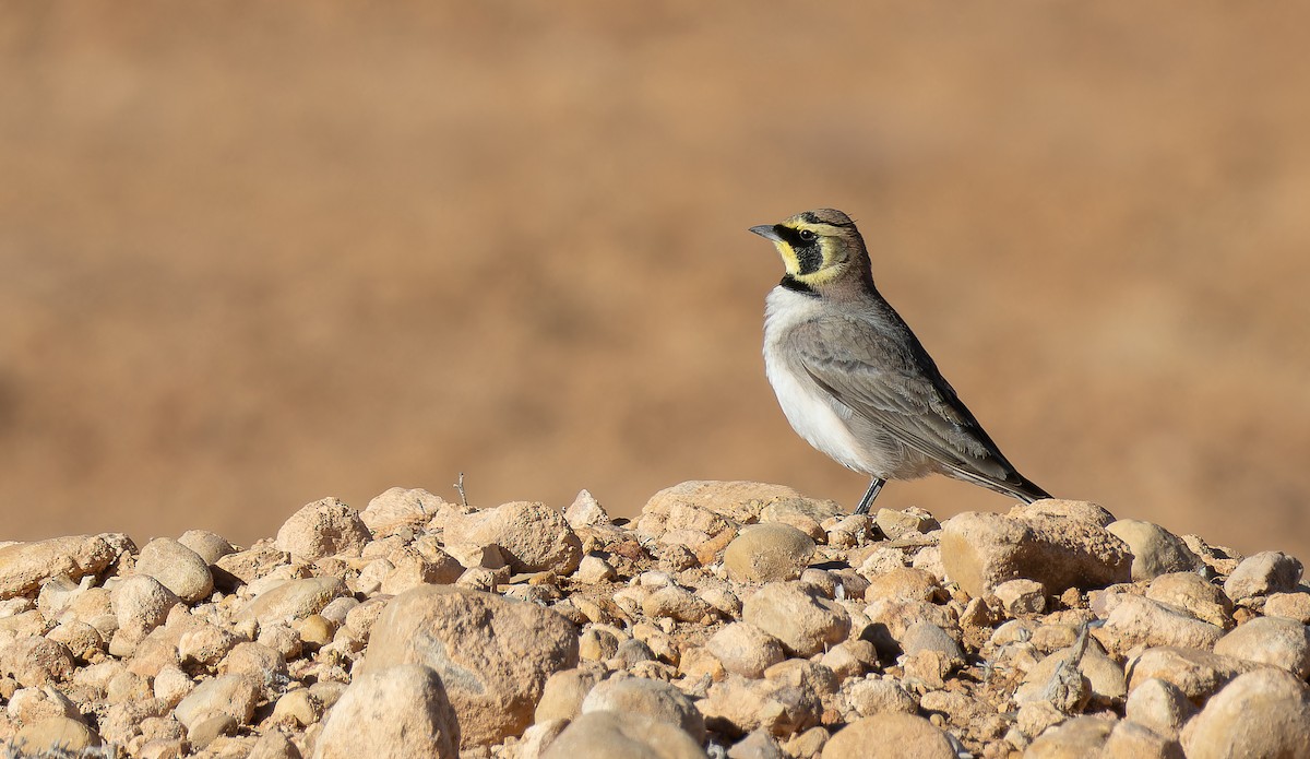 Horned Lark (Atlas) - ML648754111