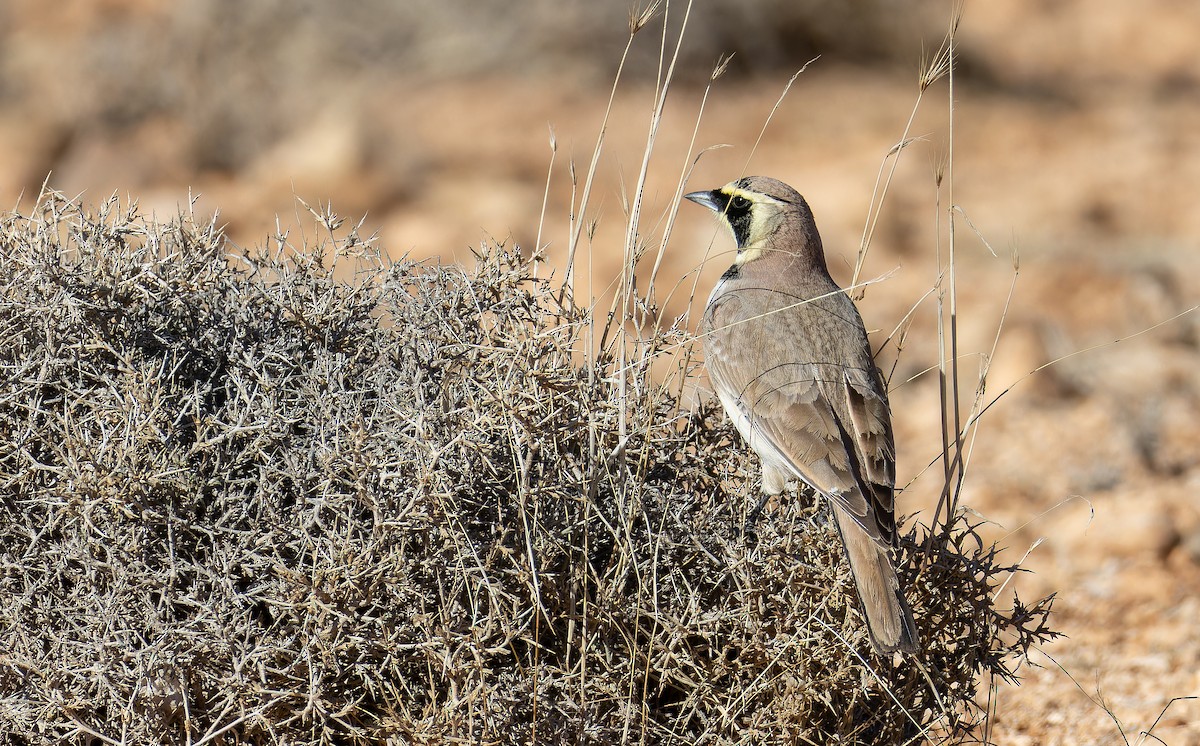 Horned Lark (Atlas) - ML648754113