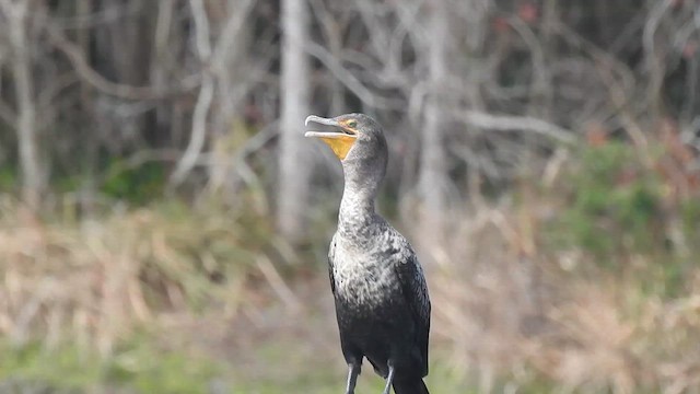 Cormoran à aigrettes - ML648754250