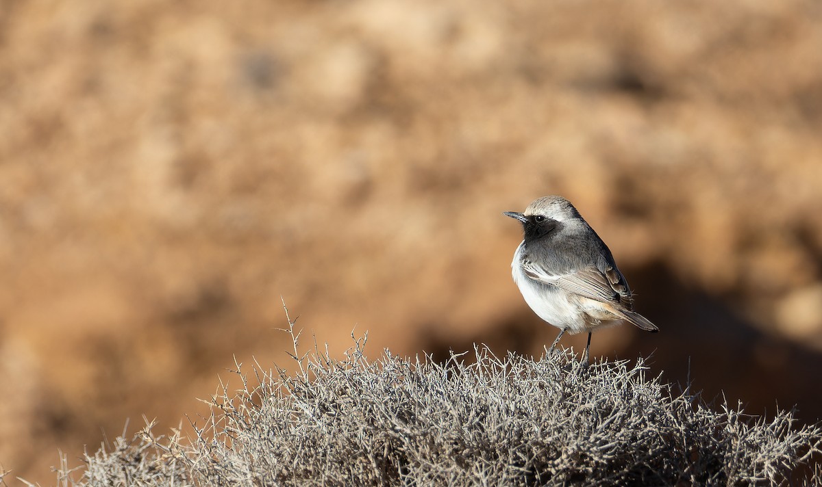 Red-rumped Wheatear - ML648754266