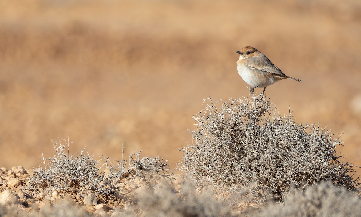 Red-rumped Wheatear - ML648754273