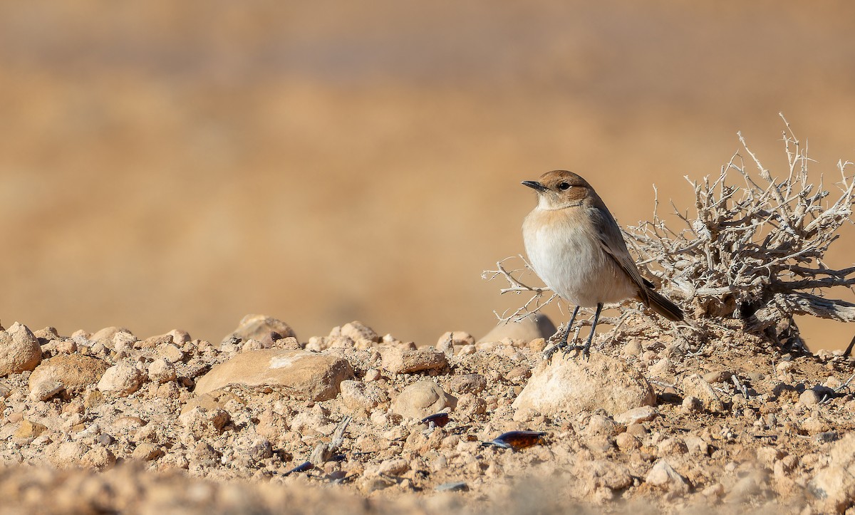 Red-rumped Wheatear - ML648754274