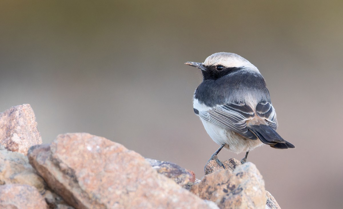 Red-rumped Wheatear - ML648754539