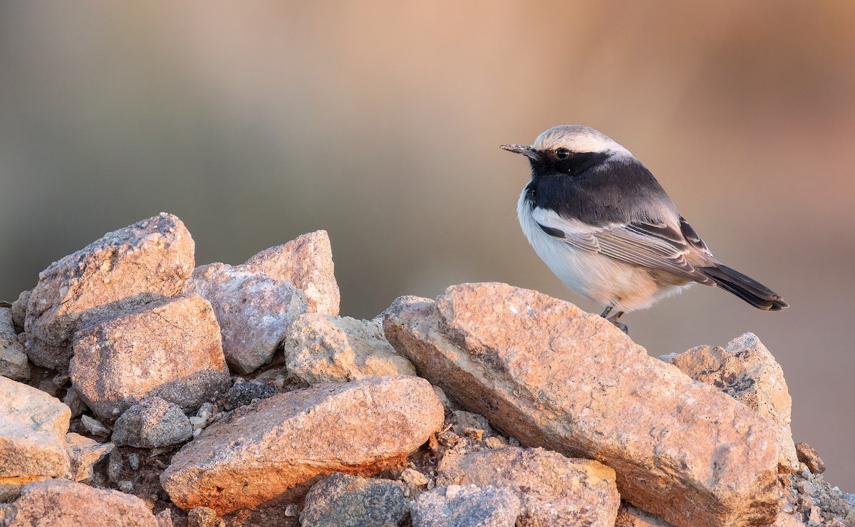 Red-rumped Wheatear - ML648754543