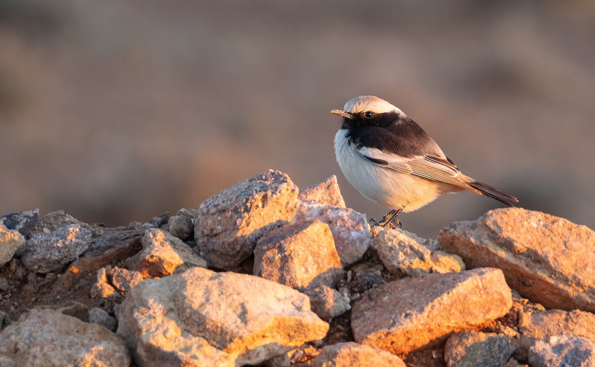 Red-rumped Wheatear - ML648754544